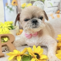 広島産 鶏レバージャーキー(PEPPY LIFE 犬おやつシリーズ)