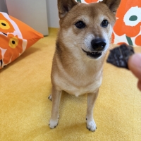 広島産 鶏レバージャーキー(PEPPY LIFE 犬おやつシリーズ)