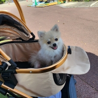 【室内で生活する小型犬の子犬用】ロイヤルカナンミニインドアパピードライ＆ウェット