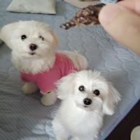 広島産 鶏レバージャーキー(PEPPY LIFE 犬おやつシリーズ)