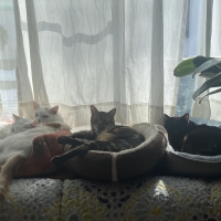 ★マジカルサンド　超清潔　システムトイレ用