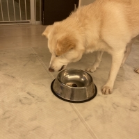 広島産 鶏レバージャーキー(PEPPY LIFE 犬おやつシリーズ)