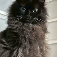 ★マジカルサンド　超清潔　システムトイレ用