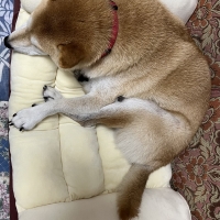 Ｓｉｐｐｏｌｅ　カーブベッド