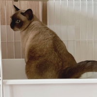 ★マジカルサンド　超清潔　システムトイレ用