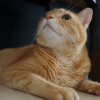 ★マジカルサンド　超清潔　システムトイレ用