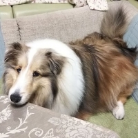 広島産 鶏レバージャーキー(PEPPY LIFE 犬おやつシリーズ)