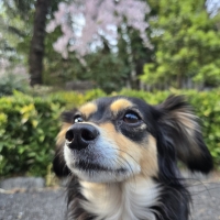 広島産 鶏レバージャーキー(PEPPY LIFE 犬おやつシリーズ)