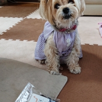 広島産 鶏レバージャーキー(PEPPY LIFE 犬おやつシリーズ)