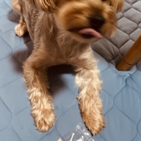 広島産 鶏レバージャーキー(PEPPY LIFE 犬おやつシリーズ)