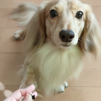 広島産 鶏レバージャーキー(PEPPY LIFE 犬おやつシリーズ)