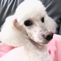 ペディペディハーブ（ペット用虫よけスプレー）