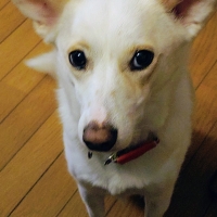 広島産 鶏レバージャーキー(PEPPY LIFE 犬おやつシリーズ)