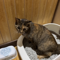 ★マジカルサンド　超清潔　システムトイレ用