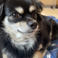 Ｓｉｐｐｏｌｅ　わんみぃ　Ｌ８０２０（オーラルケア）