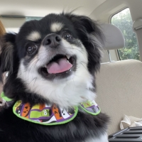 Ｓｉｐｐｏｌｅ　わんみぃ　Ｌ８０２０（オーラルケア）