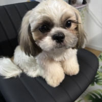 【室内で生活する小型犬の子犬用】ロイヤルカナンミニインドアパピードライ＆ウェット