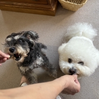 広島産 鶏レバージャーキー(PEPPY LIFE 犬おやつシリーズ)