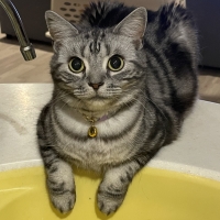 ★マジカルサンド　超清潔　システムトイレ用