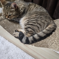 ごろん猫の爪とぎ　ナチュラル　木目調（インテリア 段ボール製)