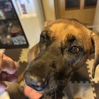 広島産 鶏レバージャーキー(PEPPY LIFE 犬おやつシリーズ)