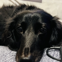 広島産 鶏レバージャーキー(PEPPY LIFE 犬おやつシリーズ)