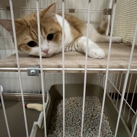 ★マジカルサンド　超清潔　システムトイレ用