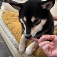 ナノウエルオーラルケア（愛犬用）