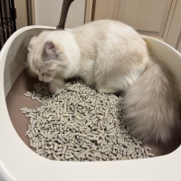 ★マジカルサンド　超清潔　システムトイレ用