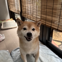 広島産 鶏レバージャーキー(PEPPY LIFE 犬おやつシリーズ)