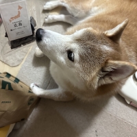 広島産 鶏レバージャーキー(PEPPY LIFE 犬おやつシリーズ)