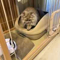 ★マジカルサンド　超清潔　システムトイレ用