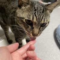 ナノウエルオーラルケア（愛猫用）