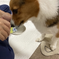 Ｓｉｐｐｏｌｅ　わんみぃ　Ｌ８０２０（オーラルケア）