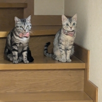 ★マジカルサンド　超清潔　システムトイレ用