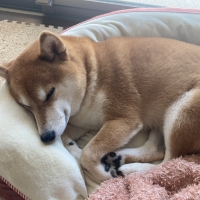 ★Ｓｉｐｐｏｌｅ　２ＷＡＹもちふわオーバルベッド