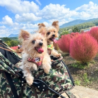 Ｓｉｐｐｏｌｅ 犬おやつ わんみぃ（無添加 国産）