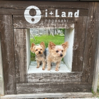 Ｓｉｐｐｏｌｅ 犬おやつ わんみぃ（無添加 国産）