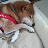 広島産 鶏レバージャーキー(PEPPY LIFE 犬おやつシリーズ)