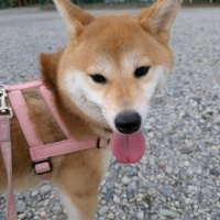 ドットわん チーズキューブ