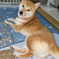 ドットわん 幻の干しイワシ