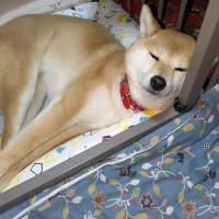 ドットわん　平飼いたまごせんべい