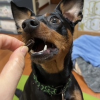 広島産 鶏レバージャーキー(PEPPY LIFE 犬おやつシリーズ)