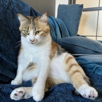 ナノウエルオーラルケア（愛猫用）