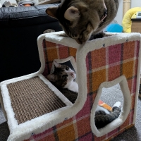 ショコラステップの爪とぎ