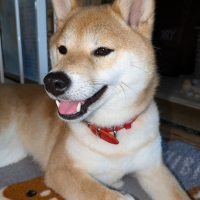 ドットわん フリーズドライ リンゴ７