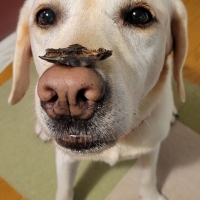 広島産 鶏レバージャーキー(PEPPY LIFE 犬おやつシリーズ)