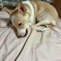 広島産 鶏レバージャーキー(PEPPY LIFE 犬おやつシリーズ)