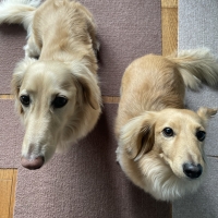 広島産 鶏レバージャーキー(PEPPY LIFE 犬おやつシリーズ)