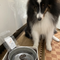 広島産 鶏レバージャーキー(PEPPY LIFE 犬おやつシリーズ)